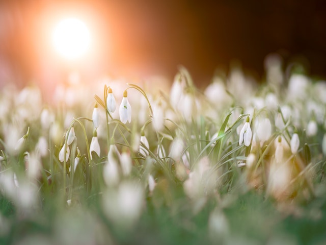 Water-Wise Gardening - How to Create a Beautiful and Sustainable Garden while Conserving Water